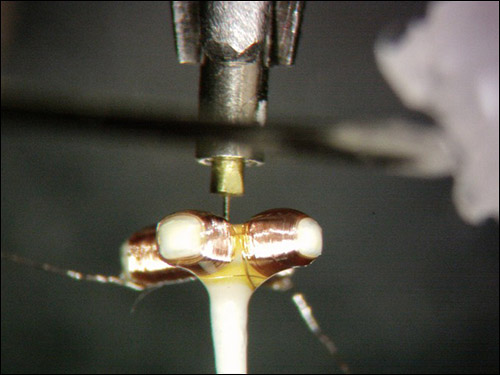 amba0044_large copy.jpg